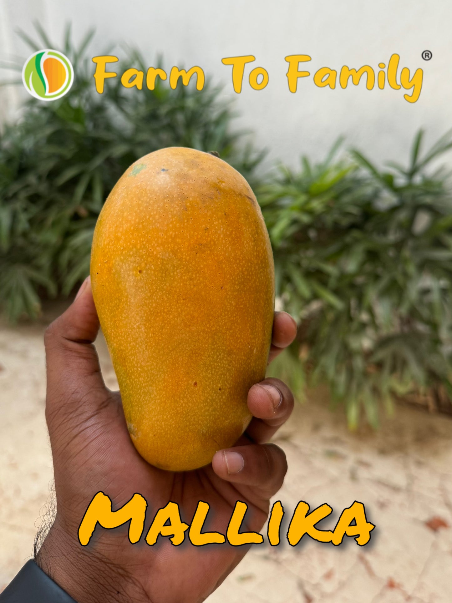 Organic Mallika Mango