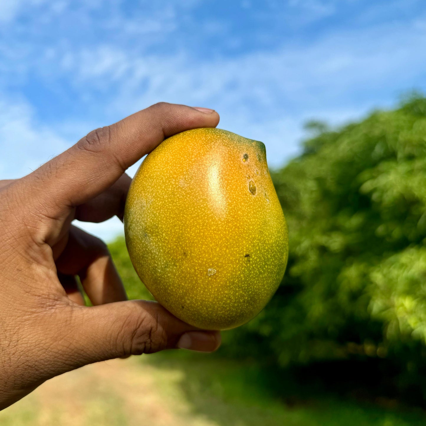 Organic Kalapad Mango