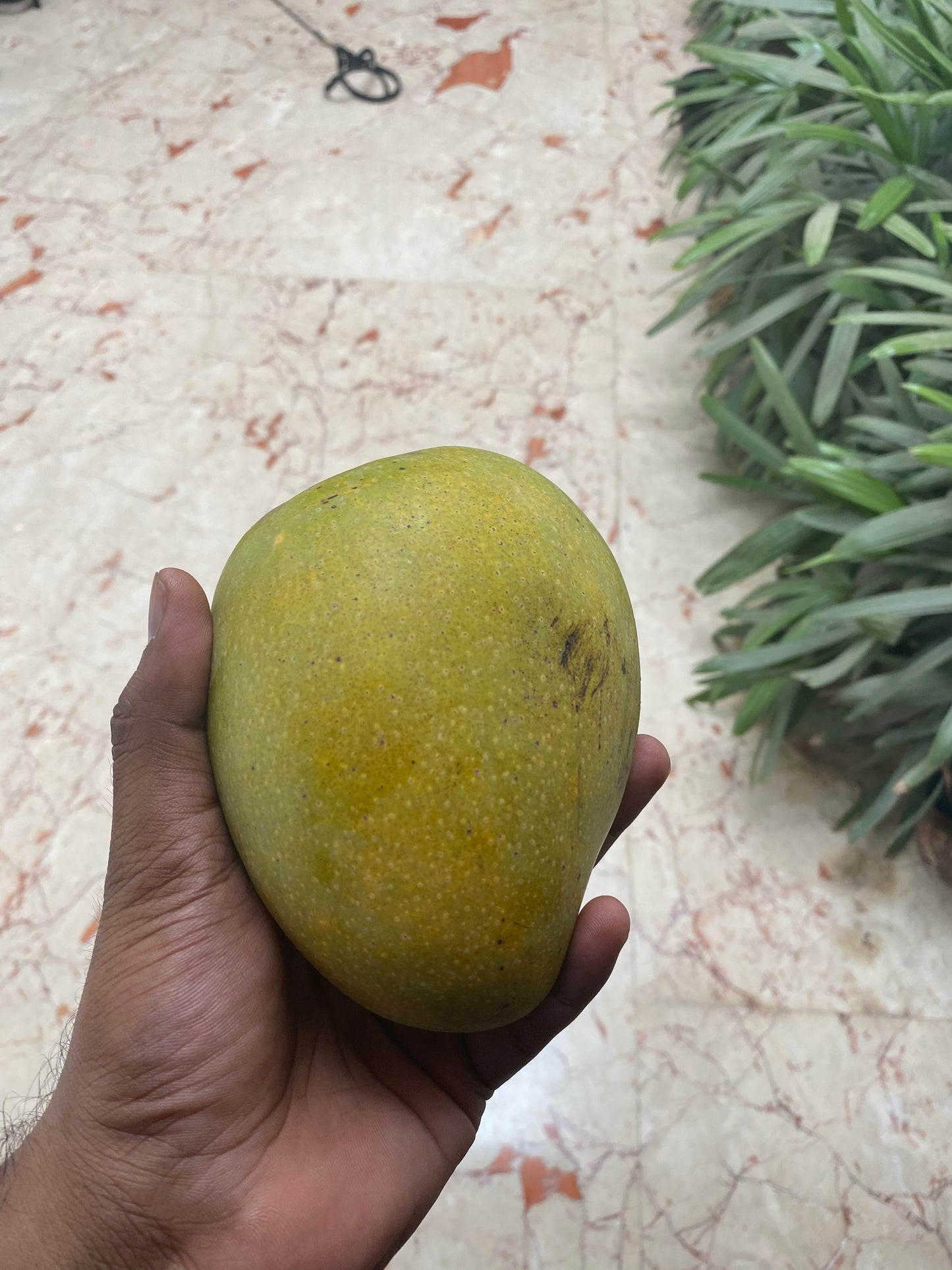 Organic Banganapalli Mango